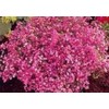 Baby’s Breath Flower Seeds, Pink Carmine - 1000 Seeds -