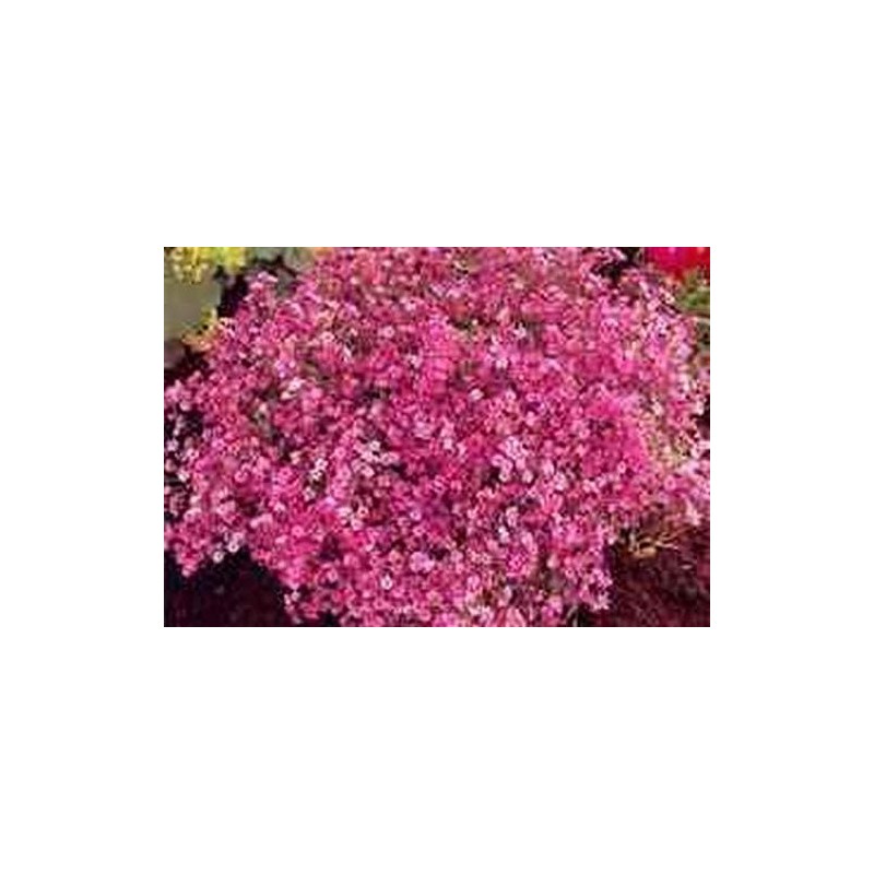 Baby’s Breath Flower Seeds, Pink Carmine - 1000 Seeds -