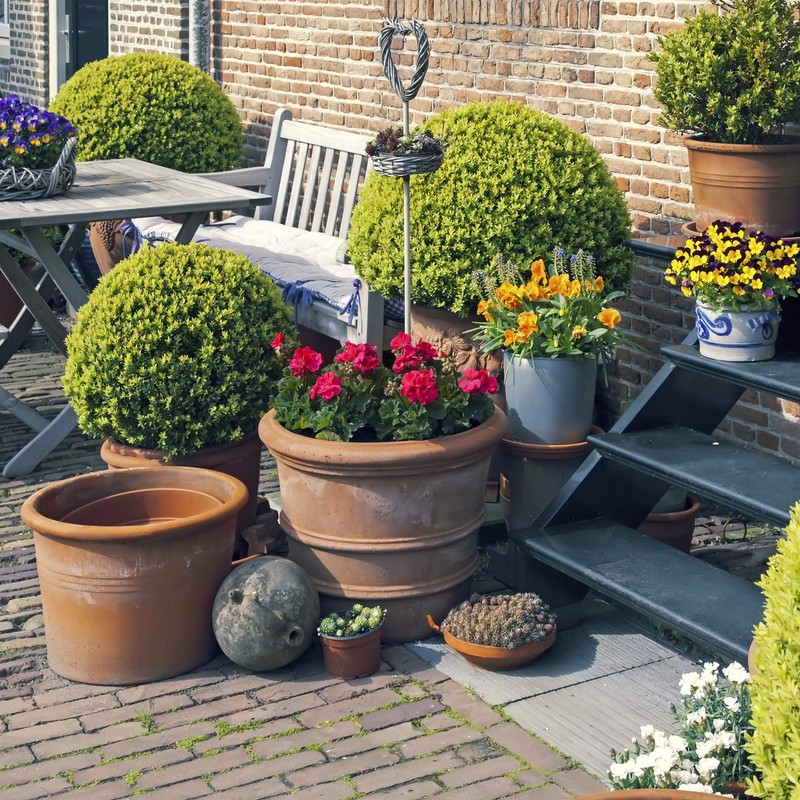 Marigold Seeds - Durango Series - Red - 100 Seed