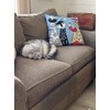 Kashmir Designs Picasso Blue Cat Pillow Cover Quadruplets Whimsical Hand