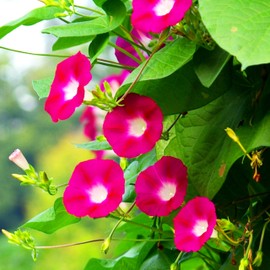 KVITER 100 Scarlet O'Hara Morning Glory Seeds for Planting (Ipomoea Nil)– Scarlet/Red Morning Glory Vining Flower Seeds to Plant Outside, Hummingbird Attractor, Heirloom Seeds for Trellis, Containers