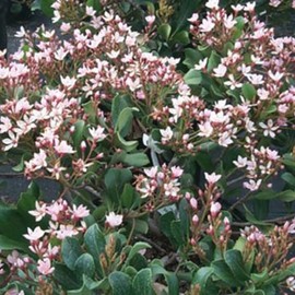 Blooming & Beautiful - Eleanor Taber Indian Hawthorn - 3 gal - Compact Evergreen Shrub - Green Foliage - Fragrant Pink Cluster Flowers - Zones 7-10 - Rhaphiolepis Indica 'Conor' PP9398-3 Gallon Pot