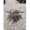 Plum Delight Loropetalum - Live Plant - (2.5 QT)