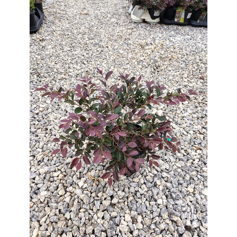 Plum Delight Loropetalum - Live Plant - (2.5 QT)