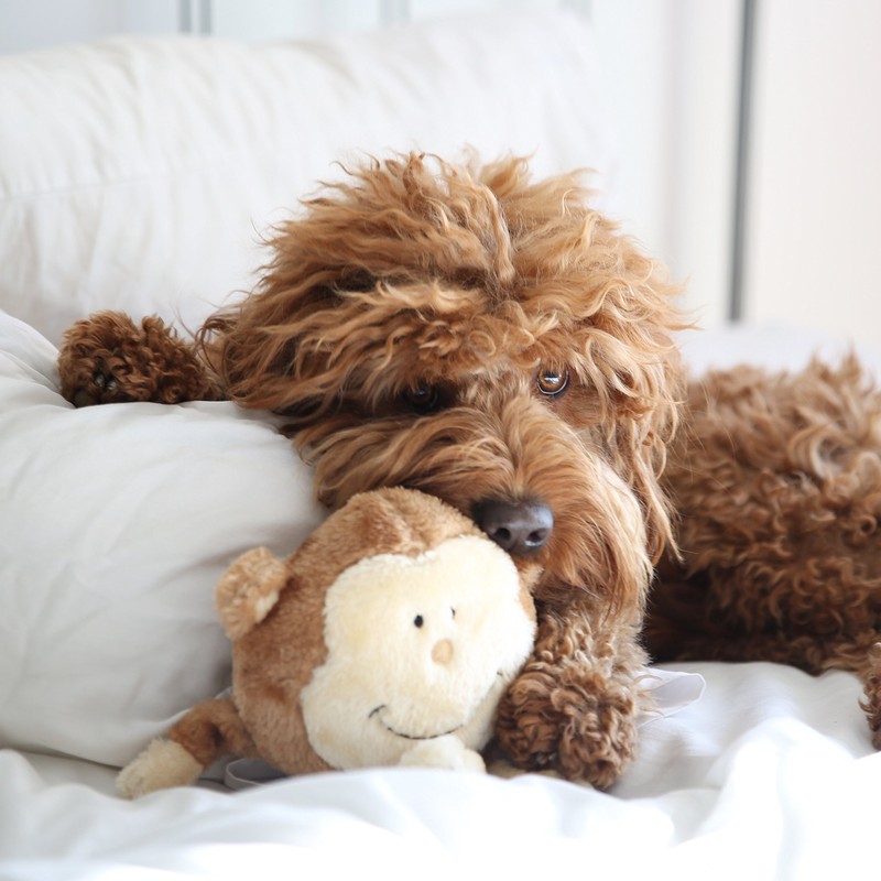 ZippyPaws Brainey Squeaky Plush Dog Toy, Pig