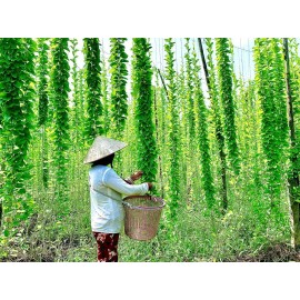 Mai's Family Green Glass Jelly Vine Seeds (Tiliacora Triandra) - Sương Sâm Lông - 100