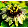 Rare Passiflora Passion Flower Mix (50 Seeds) - Stunning Colors,