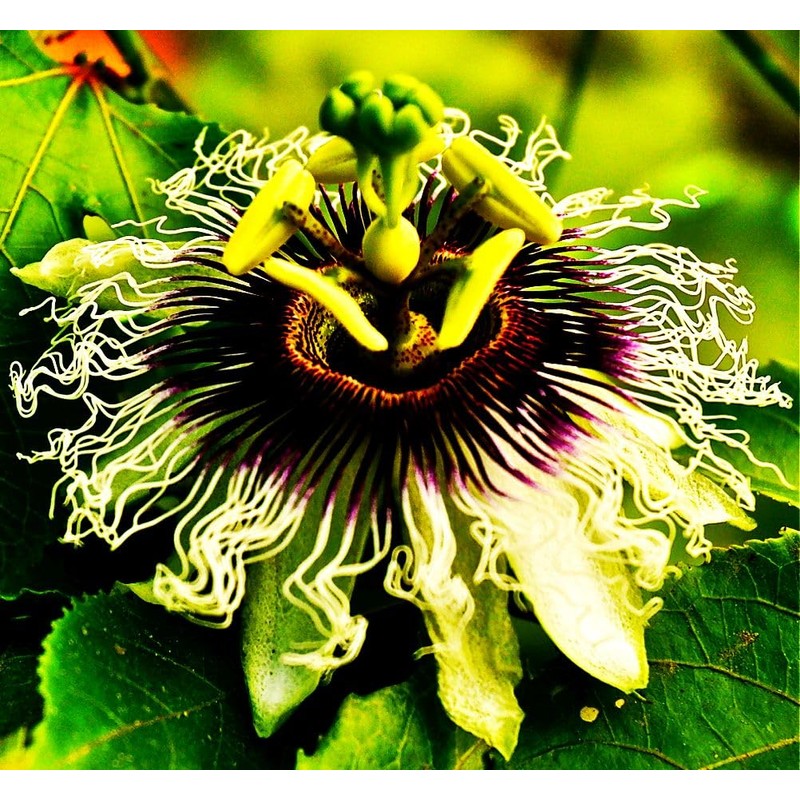 Rare Passiflora Passion Flower Mix (50 Seeds) - Stunning Colors,