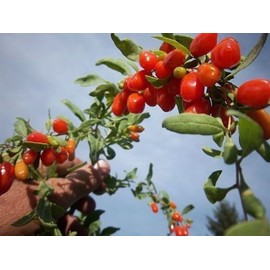 Goji Berry - Lycium barbarum - Live Plant