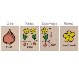 250grams x Onion Sets Senshyu- Reliable Successful Variety- Good Produce- for an Abundant Kitchen Garden