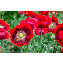 Sunshine Seeds Red Poppy flower seeds (100) / ORGANIC / FLORIDA GROWN /