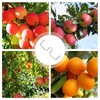 JAMSSOW Pack of 26 8 cm Branch Separators for Fruit