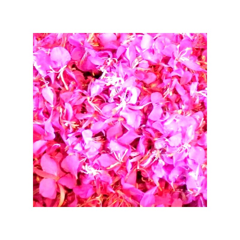 Alaska Fireweed Flower - Chamaenerion angustifolium - 1000+ Seeds -