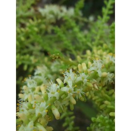 Chill Hill Farms Saw Palmetto | 10 Seeds | Serenoa Repens | Florida Native | Herbs for Tincture