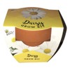 Buzzy Daisy Grow Kit