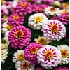 Zinnia Seeds Mix, 5g, Over 1000 Flowers Seeds, 5 Varieties