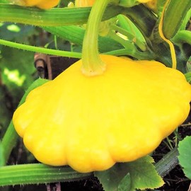 TomorrowSeeds - Sunburst Yellow Patty Pan Seeds - 60+ Count Packet - for 2024 Bush Scallop Squash Summer Golden Patisson Patison Lemon