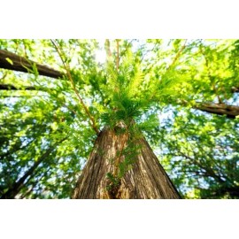 Tree 3 Small Dawn Redwood Live Tree Seedling Garden 3 Plants