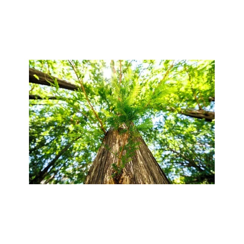 Tree 3 Small Dawn Redwood Live Tree Seedling Garden 3