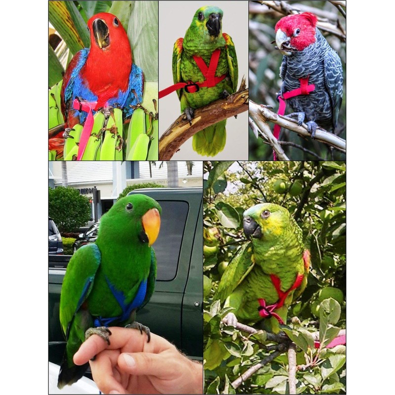 The Aviator Bird Harness, m