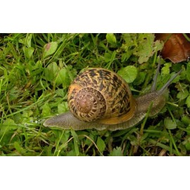 Crema Baba De Caracol Y Concha Nacar Estrias Marcas Arrugas