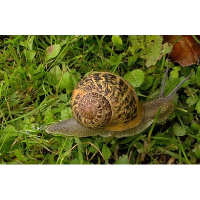 Crema Baba De Caracol Y Concha Nacar Estrias Marcas Arrugas