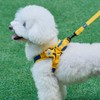 PETHROOM [PESSROOM] Comfort Set 2.0 (X-Harness + Leash Set) (M)