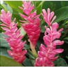 3 HAWAIIAN PINK GINGER PLANTS ~ GROW HAWAII