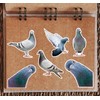 6 x 10cm Pigeon Vinyl Stickers - Birds Animal Funny