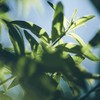 L'OCCITANE Verveine Gel de Ducha con Cítricos 250ml