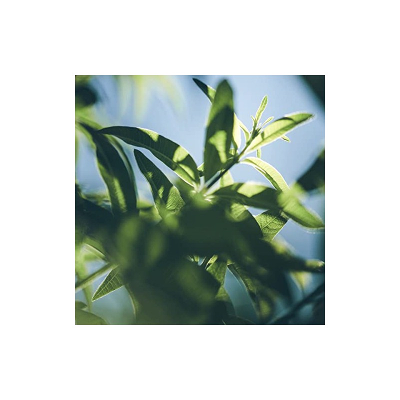 L'OCCITANE Verveine Gel de Ducha con Cítricos 250ml