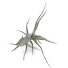 Tillandsia Diaguitensis Live Air Plant, Produces White Flowers in Bloom,