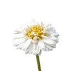 CAMOMILLA ROMANA BIO - 5mL - Olio Essenziale di Qualità