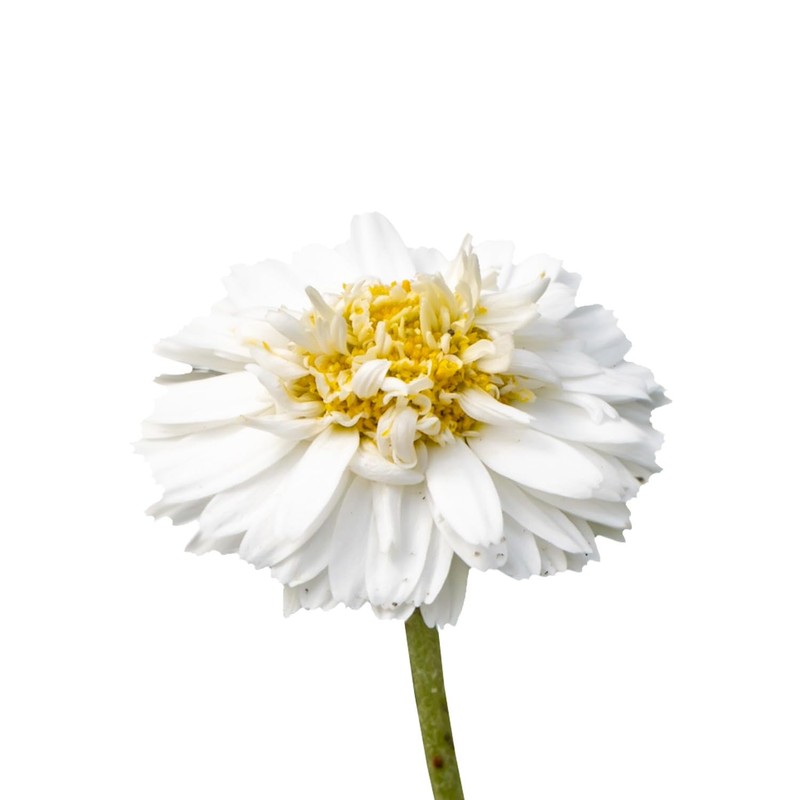 CAMOMILLA ROMANA BIO - 5mL - Olio Essenziale di Qualità
