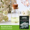 Survival Garden Seeds White Yarrow Seeds for Planting - 5