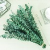 20 Pcs Preserved Dried Eucalyptus Stems, 17" Natural Fresh Eucalyptus
