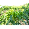 [Stimulating Blue, Spicy and Spicy, New Appearance!] Karami Kyushu Blue