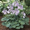 Hosta Roots - Blue Mouse Ears - 10 Roots -