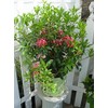 American Beauties Native Plants - Kalmia lat. 'Pink Charm' (Mountain
