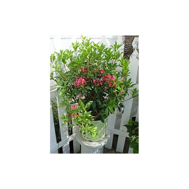 American Beauties Native Plants - Kalmia lat. 'Pink Charm' (Mountain