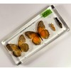 Lifecycle of a Butterfly in 6.3" Crystal Clear Lucite Resin