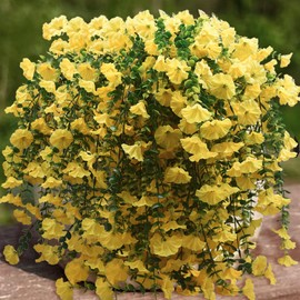 Vopie 2 Pcs Look Real Artificial Flowers for Outdoors Artificial Hanging Flowers for Outdoors, UV Resistant Fake Hanging Plants Silk Petunia Faux Flowers for Porch Yard Spring Decor (Yellow)