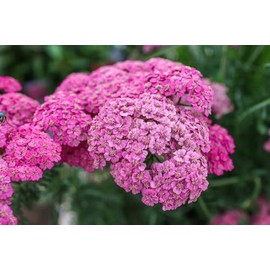 David's Garden Seeds Flower Achillea Yarrow Cerise Queen 200 Non-GMO, Heirloom Seeds