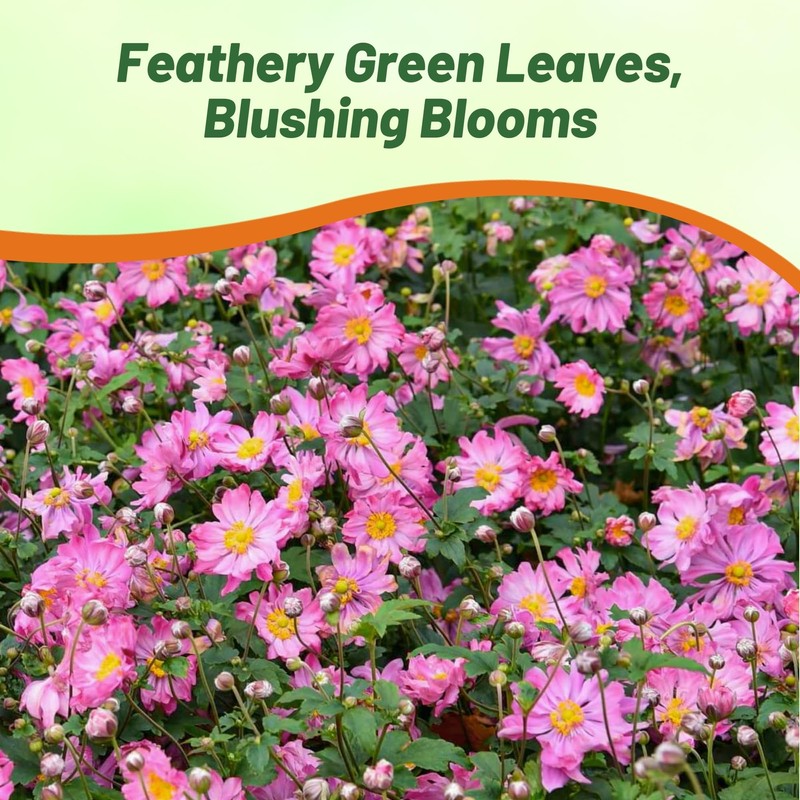 Outsidepride Pink Anemone Seeds for Planting - 100 Pcs Hardy,