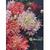 Merejka K-219 Dahlias Counted Cross Stitch Kit, Cotton, Multi-Colour, 30