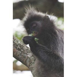 Affe: Notizbuch / Tagebuch tolle Affen - DIN A5 120 Seiten liniert - Geschenk Affenliebhaber Tier