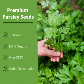 Environet Organic Parsley Seeds Pack – 1 OZ Pack, Non-GMO, Heirloom, High-Germination, Fresh & Flavorful Herb for Cooking, Garnishing & Gardening