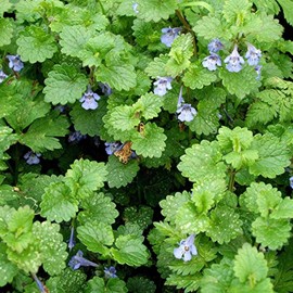 Palm Beach Medicinal Herbs - Ground Ivy (Glechoma hederacea) - Packet of 10 Seeds