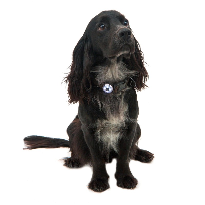 Mountain Paws Dog Collar Safety Light, 4 Colour Modes &