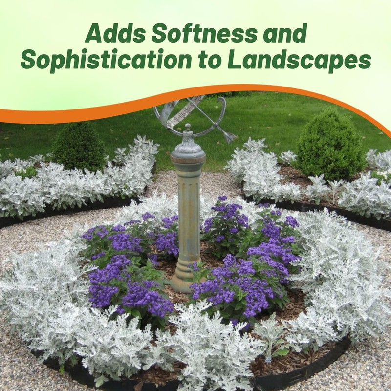 Outsidepride Dusty Miller Flower Seeds - 10,000 Pcs Annual, Beautiful